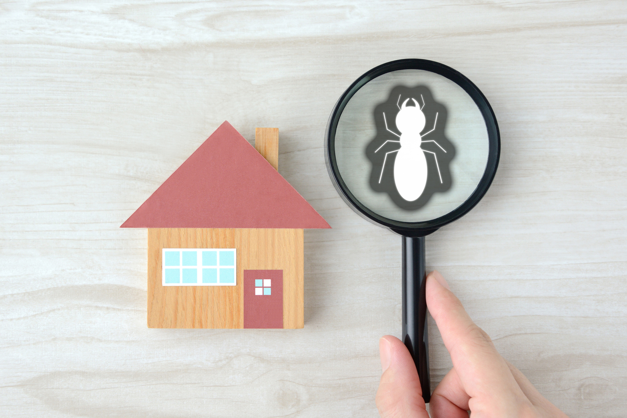 Diagnostic Immobiliers Termites Diag Supp Immobilier