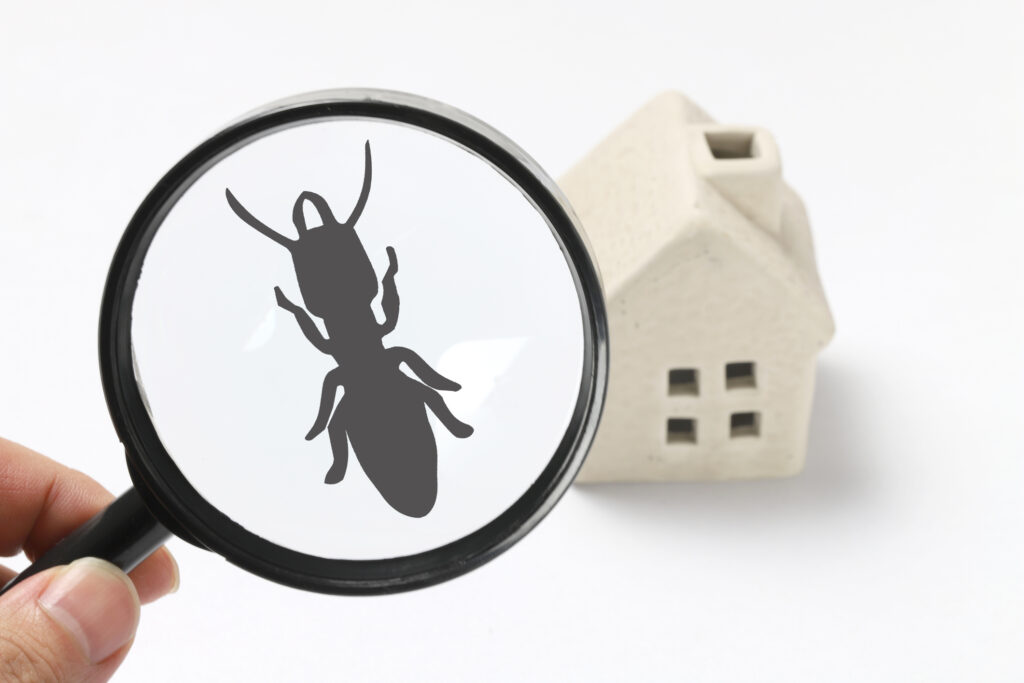 Diagnostic Termites Diag Supp Immobilier